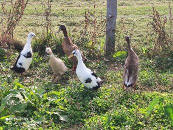 La Compagnie du Carrelet