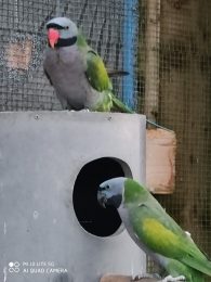 La Compagnie du Carrelet