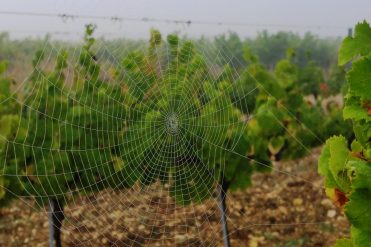 Domaine As Clots