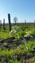 Domaine As Clots