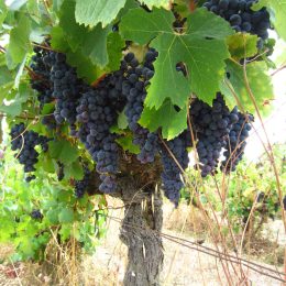 Domaine As Clots