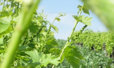 Domaine As Clots