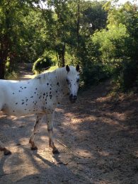 Poney Club la Salamandre