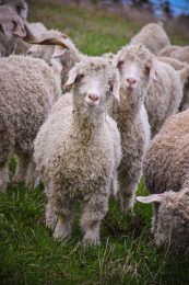 Le mohair de gourjade – ferme pédagogique