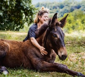La Ferme des Grandes Oreilles