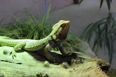 Espace Zoologique Exoticamis