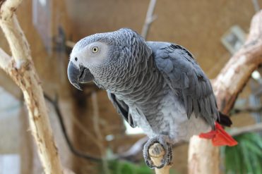Espace Zoologique Exoticamis