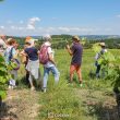Escapade & brunch vigneron – les Vignes des Garbasses