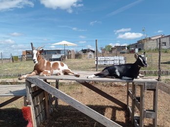„Les chèvres de Shipinours“ – Visite à la ferme