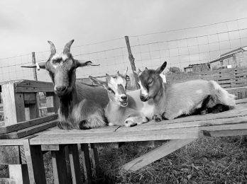 „Les chèvres de Shipinours“ – Visite à la ferme