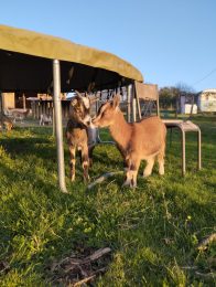 „Les chèvres de Shipinours“ – Visite à la ferme