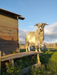 „Les chèvres de Shipinours“ – Visite à la ferme