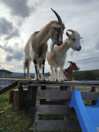 „Les chèvres de Shipinours“ – Visite à la ferme
