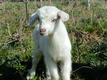 La Ferme Du Petit Poucet