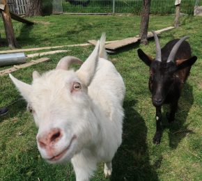 La Ferme Du Petit Poucet
