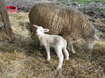 La Ferme Du Petit Poucet
