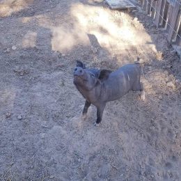 La Ferme Du Petit Poucet