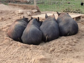 La Ferme Du Petit Poucet