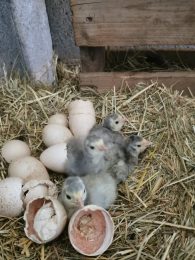 La Ferme Du Petit Poucet