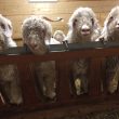 Visite d’un élevage de chèvres Mohair