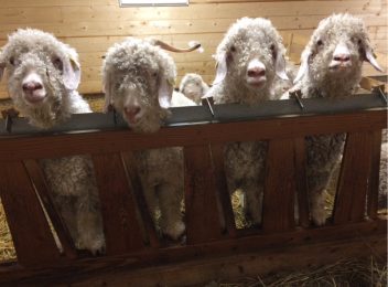 Visite d’un élevage de chèvres Mohair