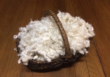 Visite d’un élevage de chèvres Mohair