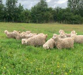 Visite d’un élevage de chèvres Mohair