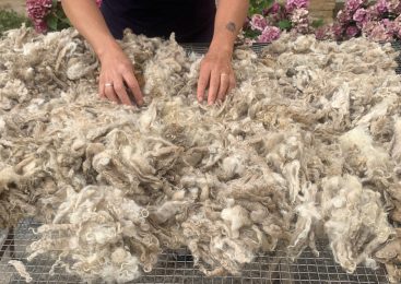 Visite d’un élevage de chèvres Mohair