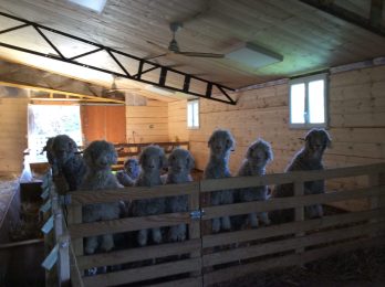 Visite d’un élevage de chèvres Mohair