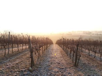 Domaine In Ventis