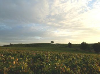 Domaine In Ventis