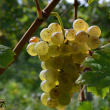 Visite „Racines Gaillacoises : à la rencontre des anciens – Vignobles Jérôme BéziosJérome
