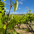Visite „De la vigne à la bouteille“ – Vignobles Jérôme Bézios