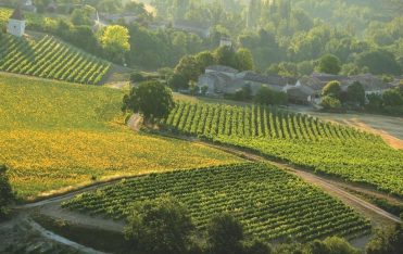 Escapade des vignes à l’olivier