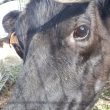 Ferme pédagogique à Salvagnac : animaux et ateliers pour petits et grands
