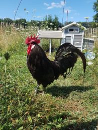 Une visite entre vergers et poules de race