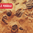 Kreativ-Workshop in der Micro-Folie Tarn-Agout: Das Fossil finden