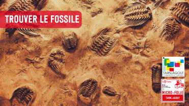 Atelier créatif à la Micro-Folie Tarn-Agout : trouver le fossile