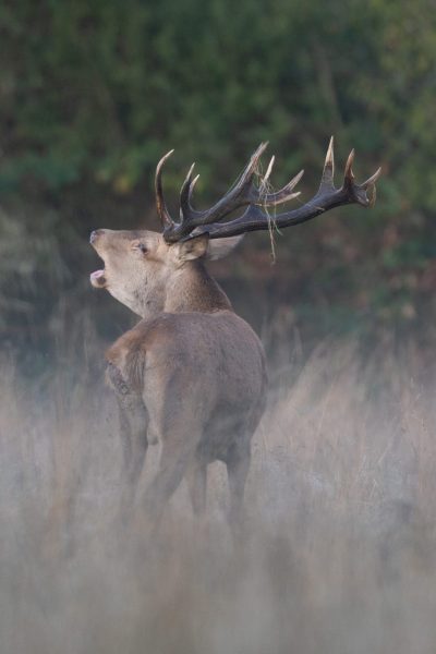 Soirée brame du Cerf en Vallée du Viaur