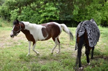 Ponyclub „La Salamandre“