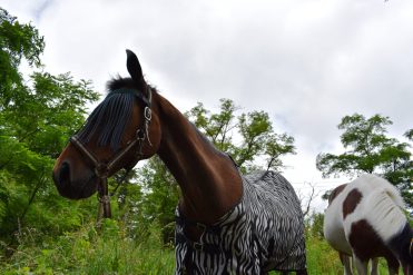 Ponyclub „La Salamandre“