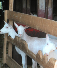 Un Jour une ferme