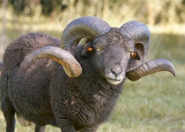 Parc animalier Animundo