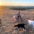 «Les chèvres de Shipinours» – Visite à la ferme