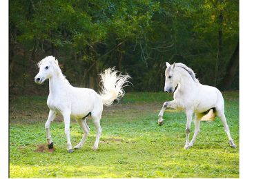 Caballerizas de Corbière