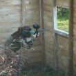 Paintball : 2 hectares de terrain de jeux en pleine nature