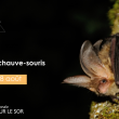 Sortie nature : La nuit de la chauve-souris