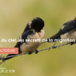 Sortie nature : Voyageurs du ciel, les secrets de la migration