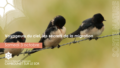 Sortie nature : Voyageurs du ciel, les secrets de la migration