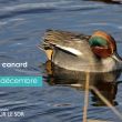 Sortie nature : Un froid de canard